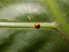 Hemisphaerius formosus