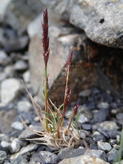 Agrostis muelleriana