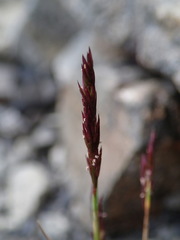 Agrostis muelleriana
