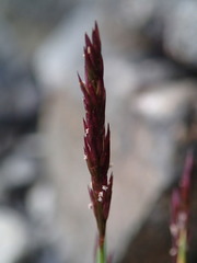 Agrostis muelleriana
