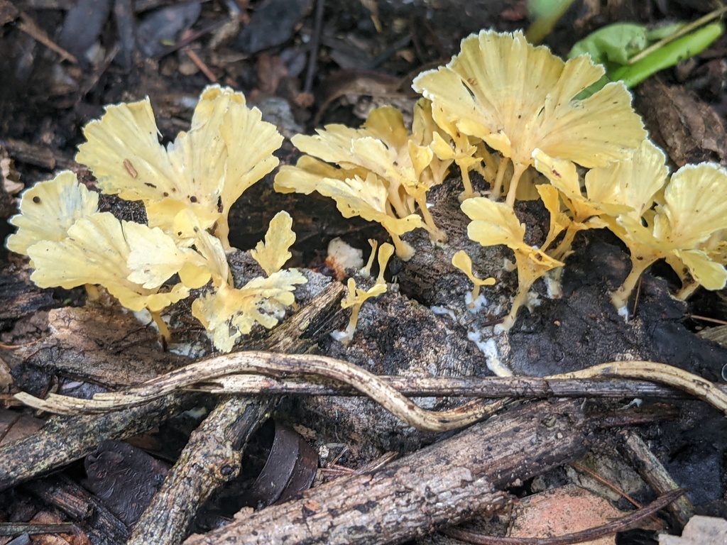 Cotylidia aurantiaca · November 2021 · photo: © stekkelpak (iNaturalist, cc0)