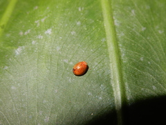 Hemisphaerius formosus