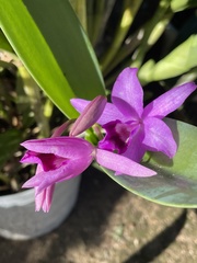 Guarianthe