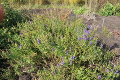 Scutellaria baicalensis