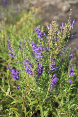 Scutellaria baicalensis
