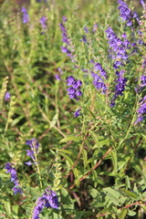 Scutellaria baicalensis