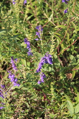Scutellaria baicalensis