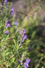 Scutellaria baicalensis