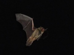 Pipistrellus abramus