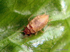 Cavariella aegopodii