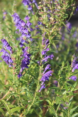 Scutellaria baicalensis
