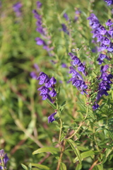 Scutellaria baicalensis