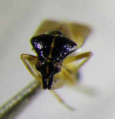 Harpocera hellenica