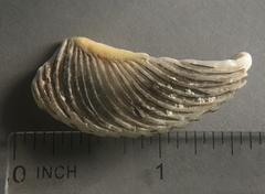 Tegula regina