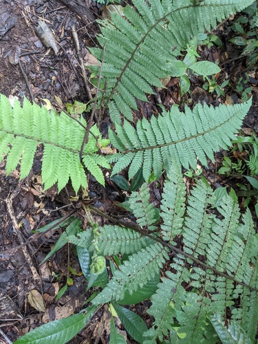 Cyathea leucolepismata
