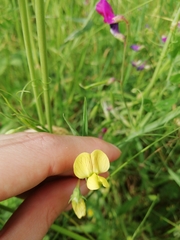 Lathyrus annuus
