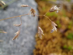 Poa colensoi