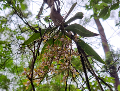 Sarcochilus australis