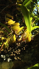 Bulbophyllum sandersonii