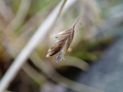 Poa colensoi