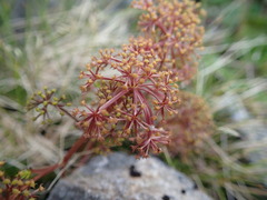 Anisotome flexuosa