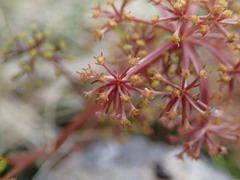 Anisotome flexuosa