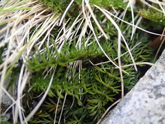 Anisotome flexuosa