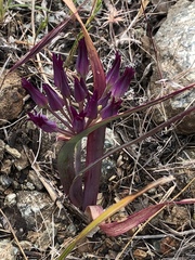 Allium falcifolium