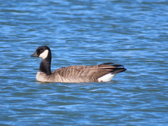 Branta hutchinsii hutchinsii