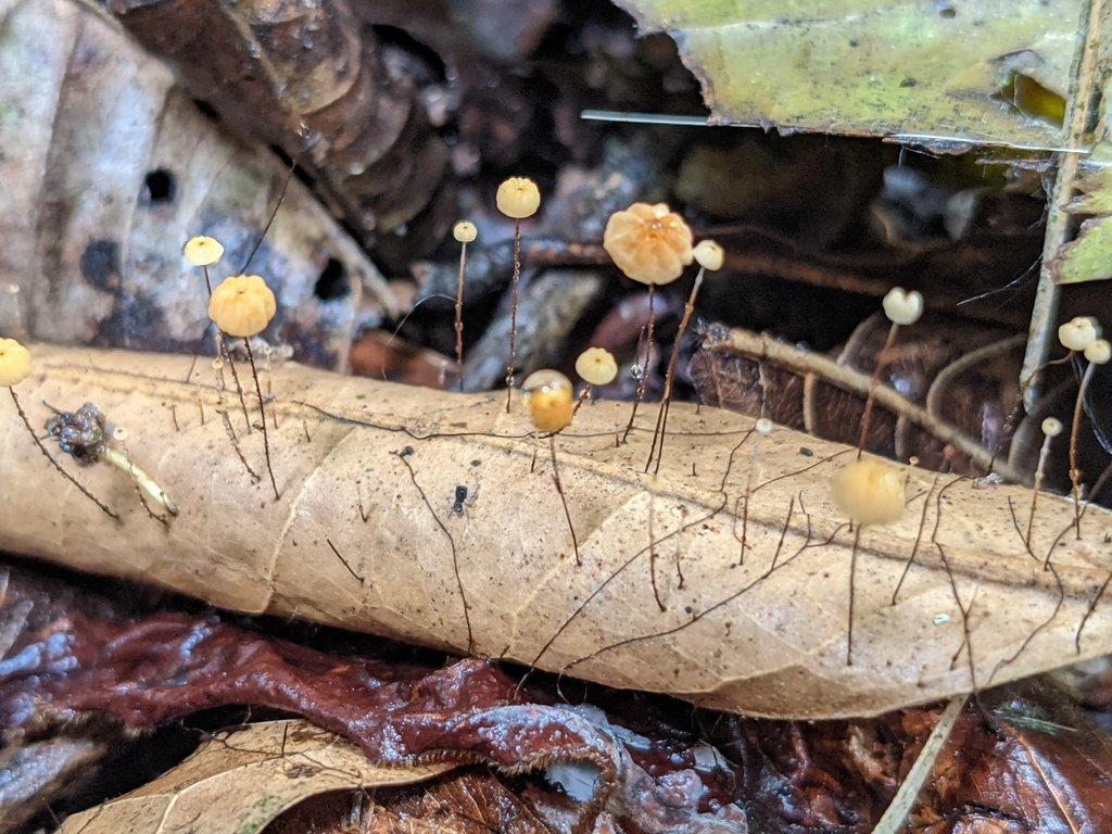 Marasmius bulliardii · November 2021 · photo: © stekkelpak (iNaturalist, cc0)