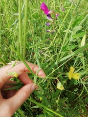 Lathyrus annuus