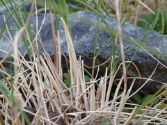 Rytidosperma setifolium