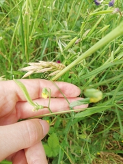 Lathyrus annuus