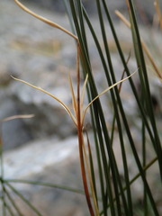 Marsippospermum gracile