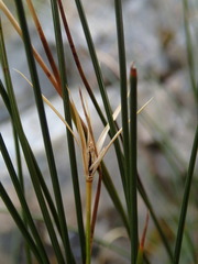 Marsippospermum gracile