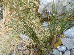 Marsippospermum gracile