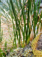 Marsippospermum gracile