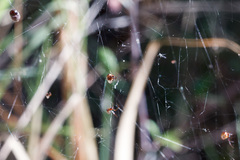 Argyrodes argyrodes