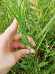 Lathyrus annuus