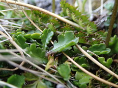 Brachyscome sinclairii