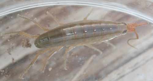 Speziorchestia grillus