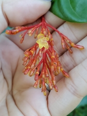 Palicourea croceoides
