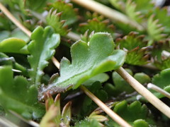 Brachyscome sinclairii