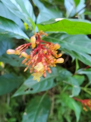 Palicourea croceoides