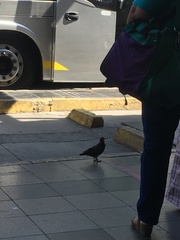 Columba livia domestica