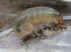 Speziorchestia grillus