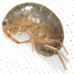 Speziorchestia grillus