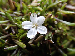 Montia sessiliflora