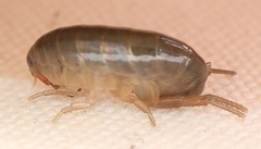 Speziorchestia grillus