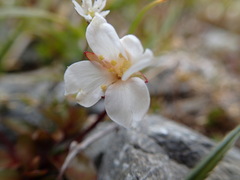 Epilobium macropus